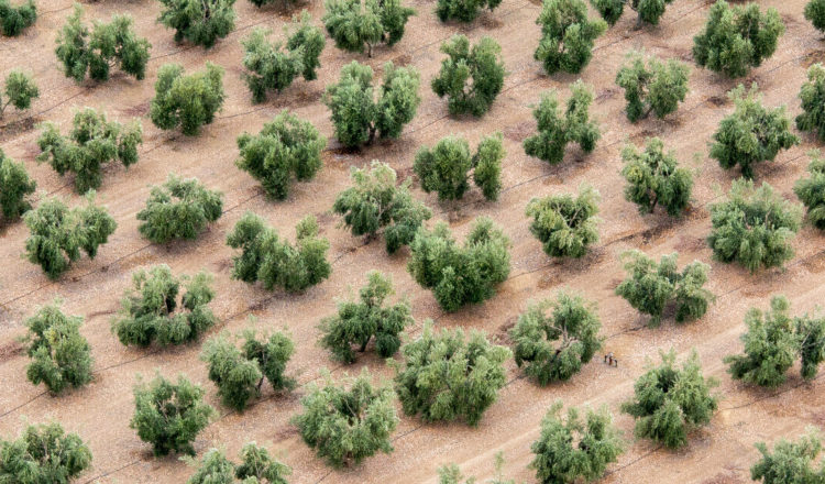 comment fonctionne lagroforesterie