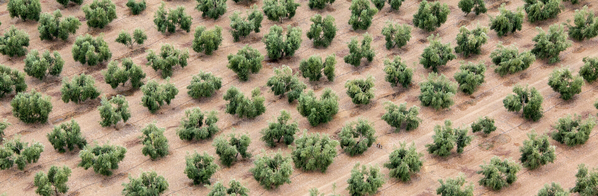 comment fonctionne lagroforesterie